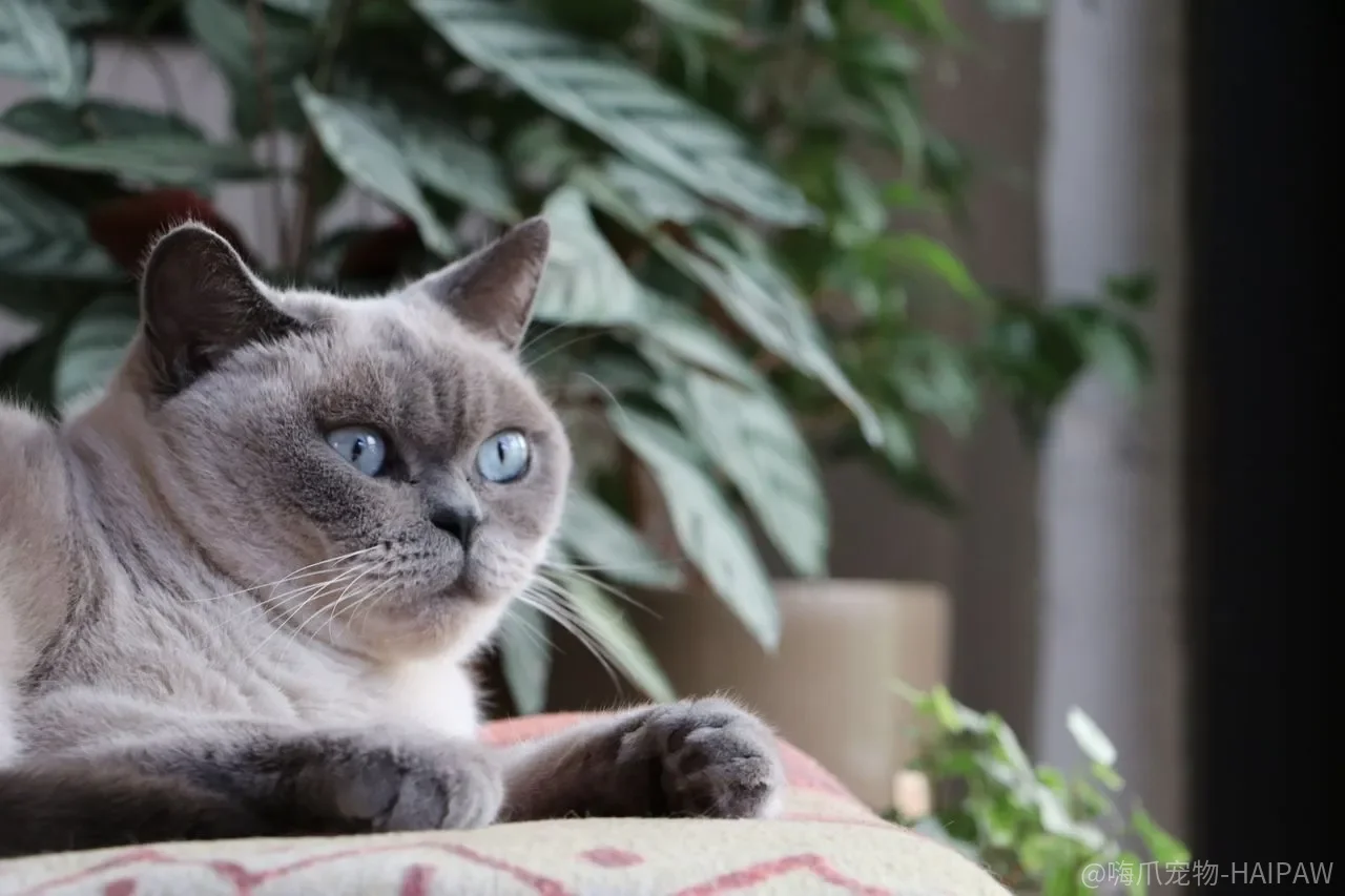猫咪是在玩还是在打架？五组身体信号帮你判断该不该介入