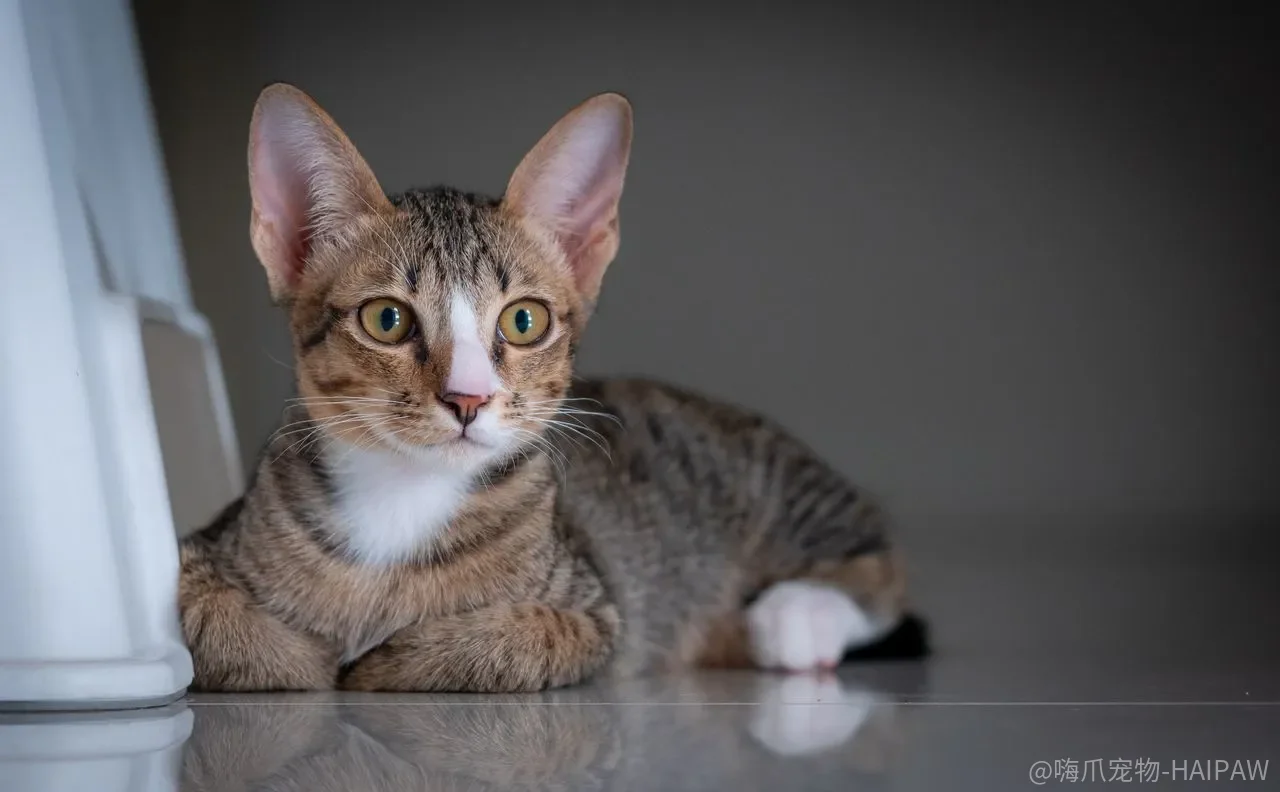 猫几天不拉屎只是吃少了？便秘背后可能藏着巨结肠和骨盆问题