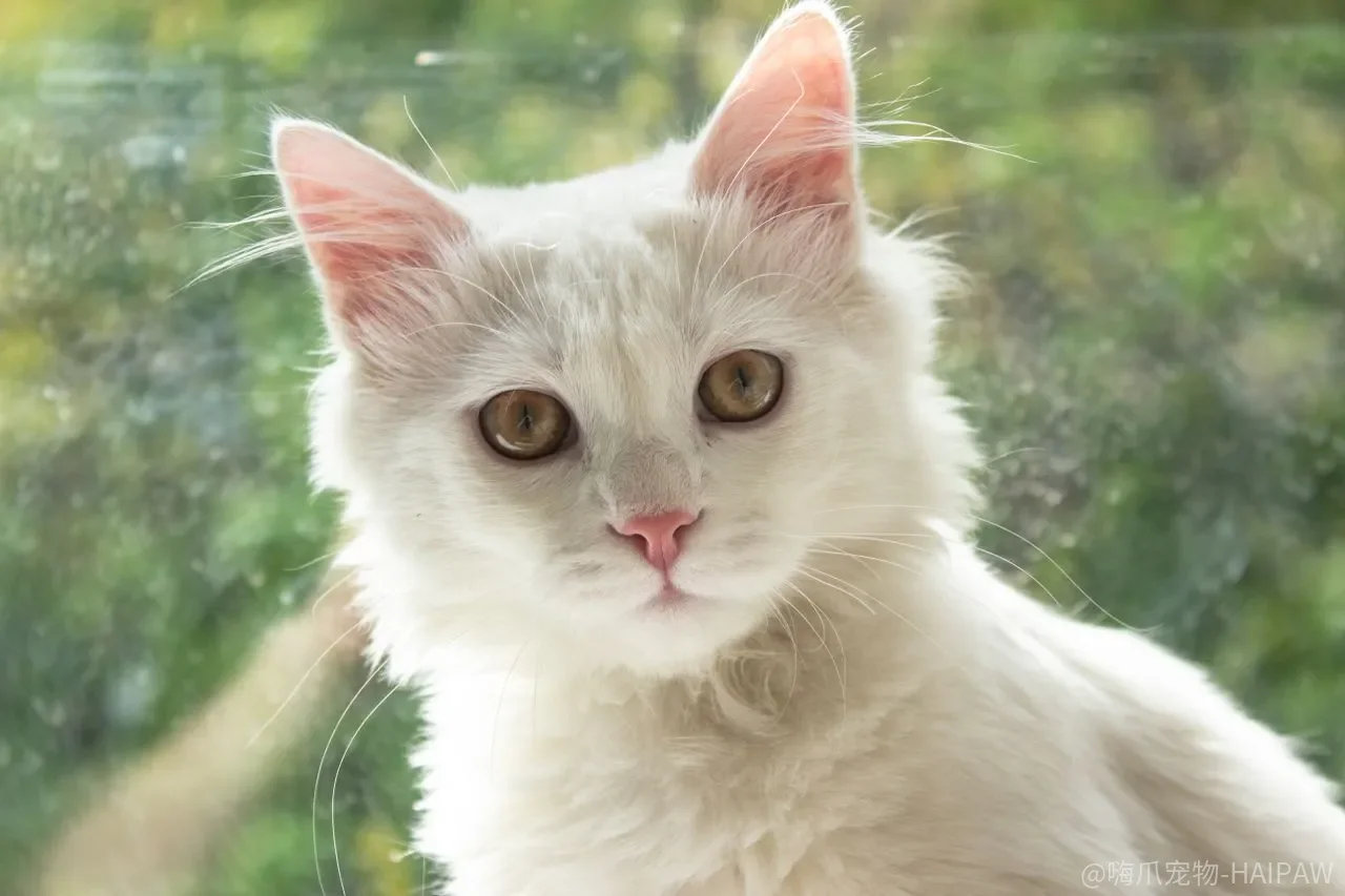 猫耳朵向后压只是生气?六种耳朵姿态透露的真实情绪 猫耳朵向后压只是生气?六种耳朵姿态透露的真实情绪