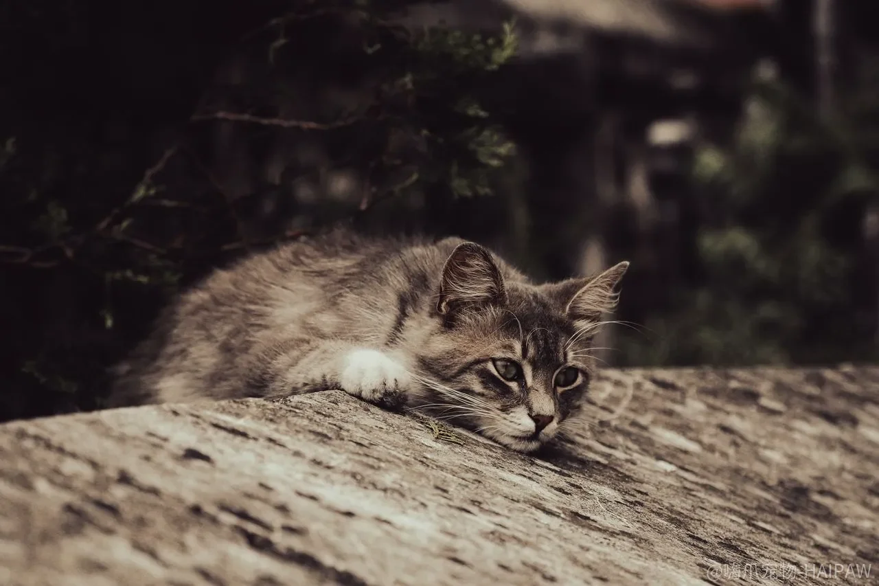 猫费洛蒙是智商税还是救急工具？扩散器、喷雾和项圈的适用边界
