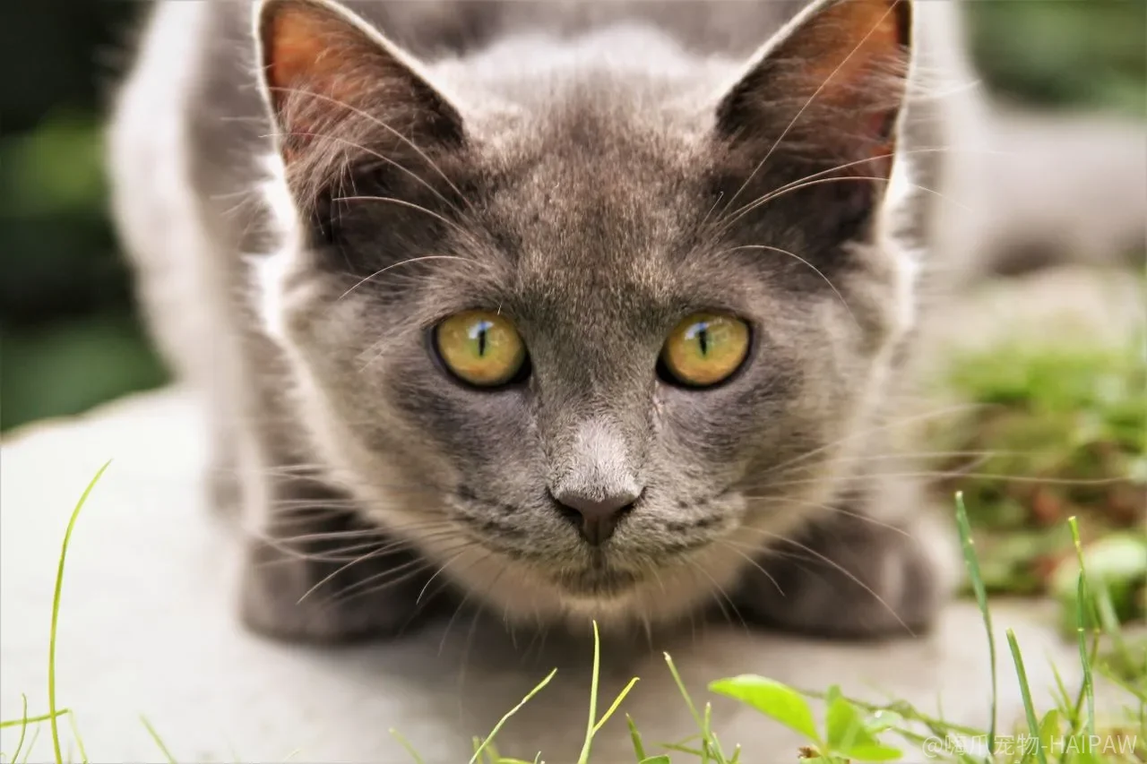 猫对着你喵喵叫是在说话？六种叫声背后的真实需求