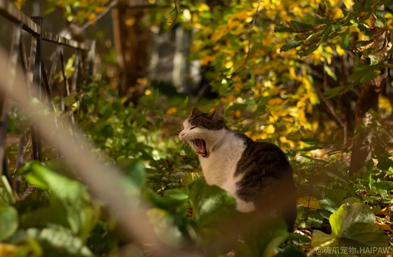 猫咳嗽只是吐毛球?猫哮喘可能正在被误诊 猫咳嗽只是吐毛球?猫哮喘可能正在被误诊