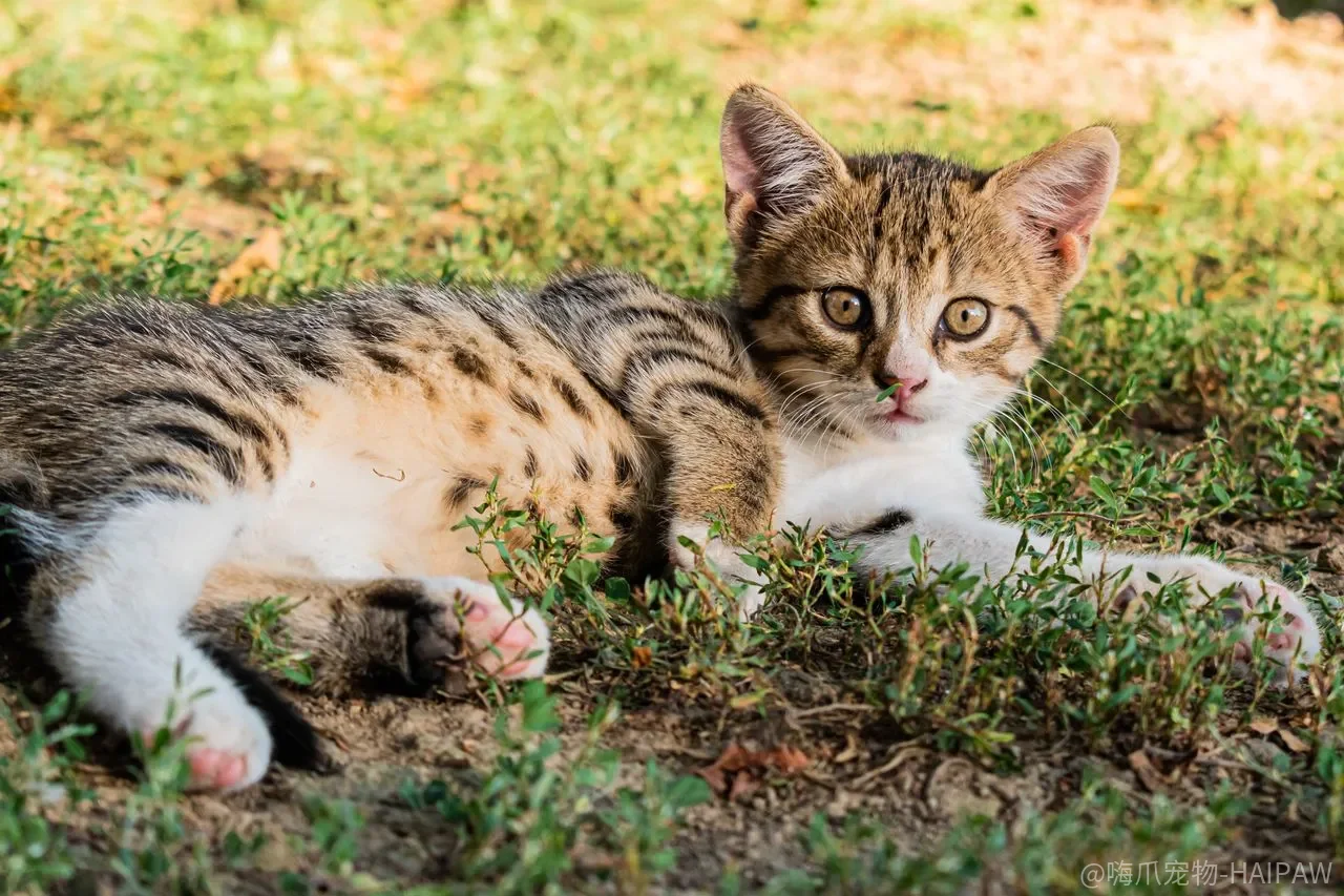 猫在猫砂盆外拉尿只是报复？先排查这五个方向再谈行为问题