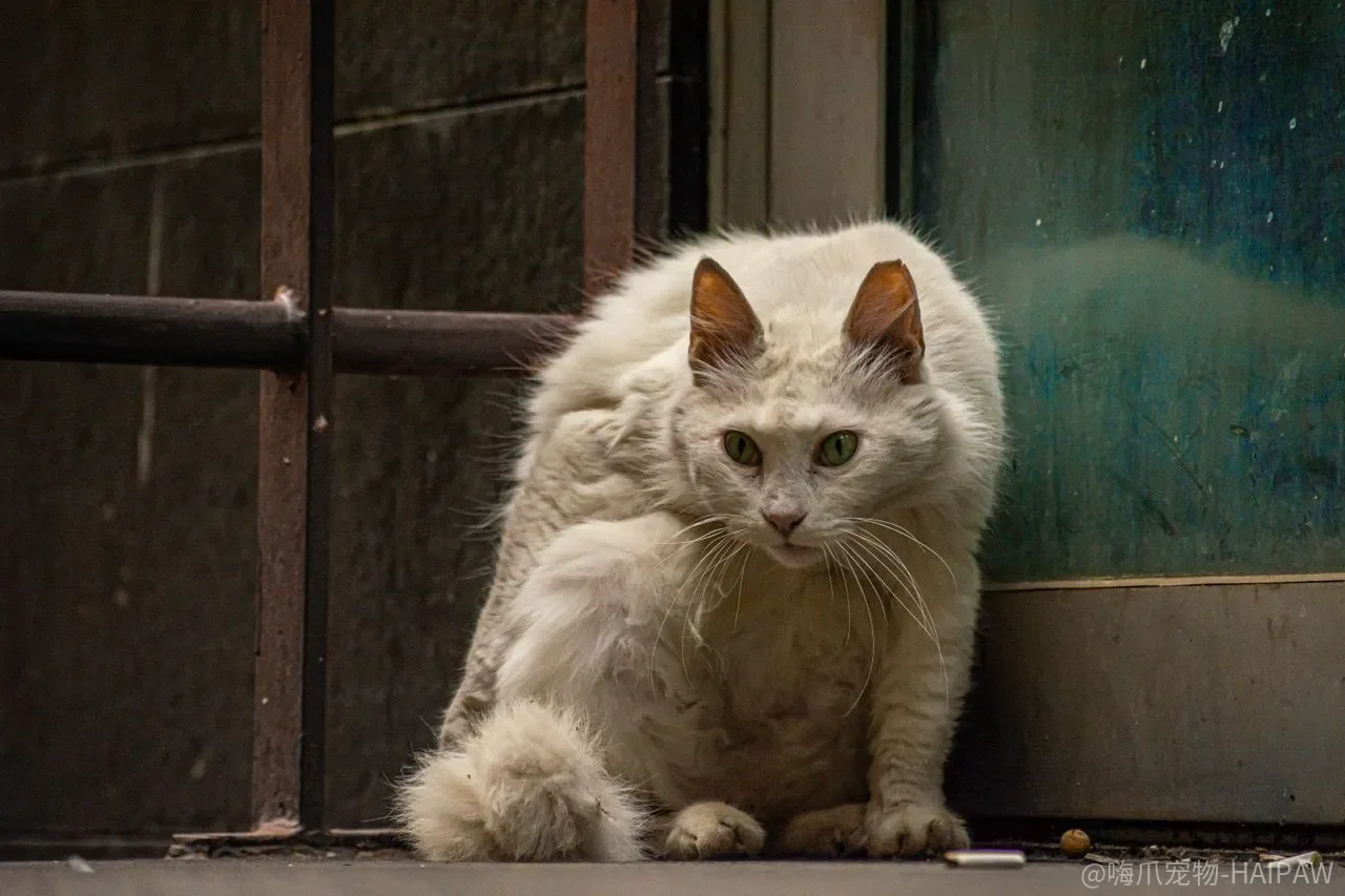 猫益生菌是万能肠胃药？菌株、剂量和适用场景可能全用错了