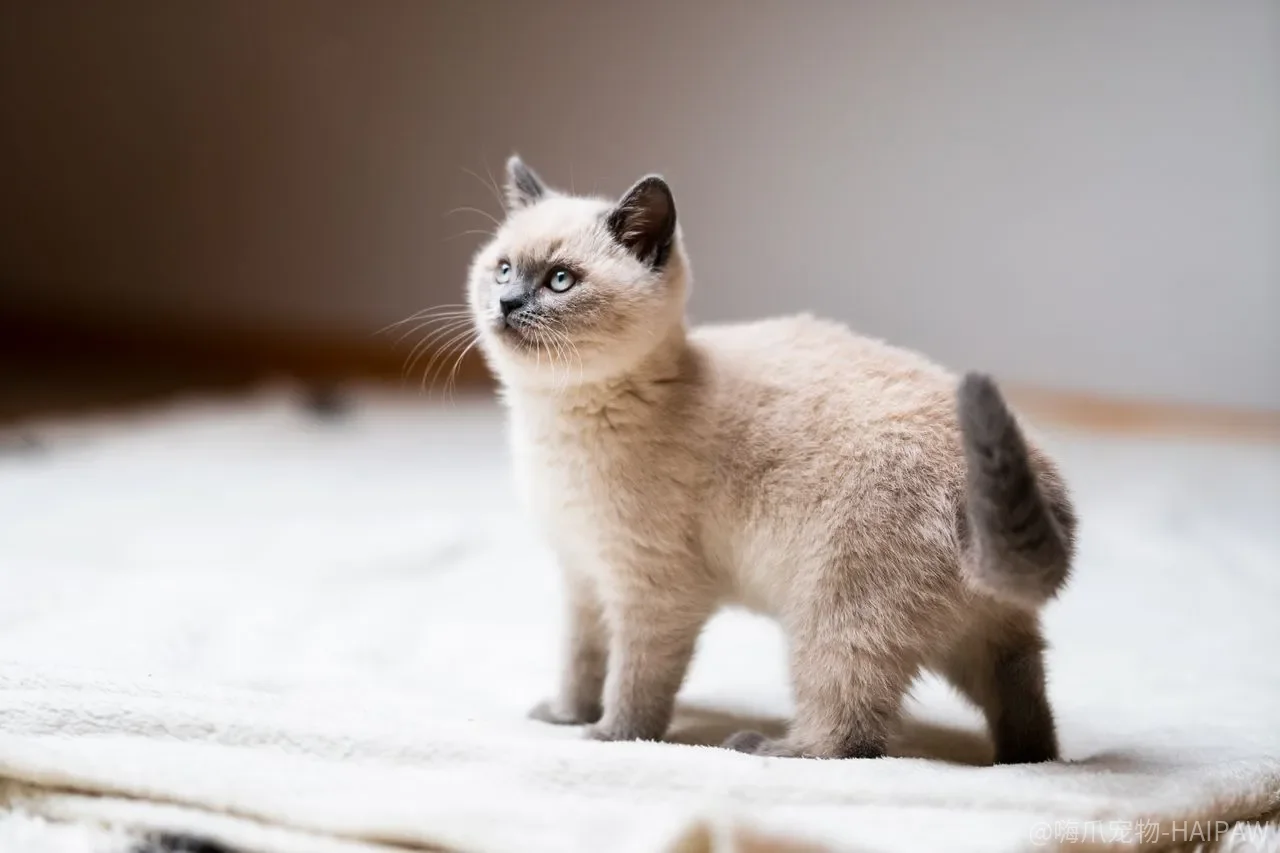 猫埋屎只是爱干净？不埋屎可能是在传递压力信号