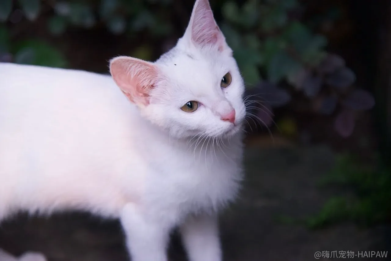 猫为什么对纸箱情有独钟?封闭空间、温度和安全感的三角关系 猫为什么对纸箱情有独钟?封闭空间、温度和安全感的三角关系