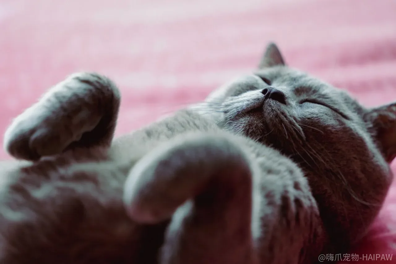 猫突然抽搐只是做梦?癫痫发作的识别、急救和长期管理 猫突然抽搐只是做梦?癫痫发作的识别、急救和长期管理