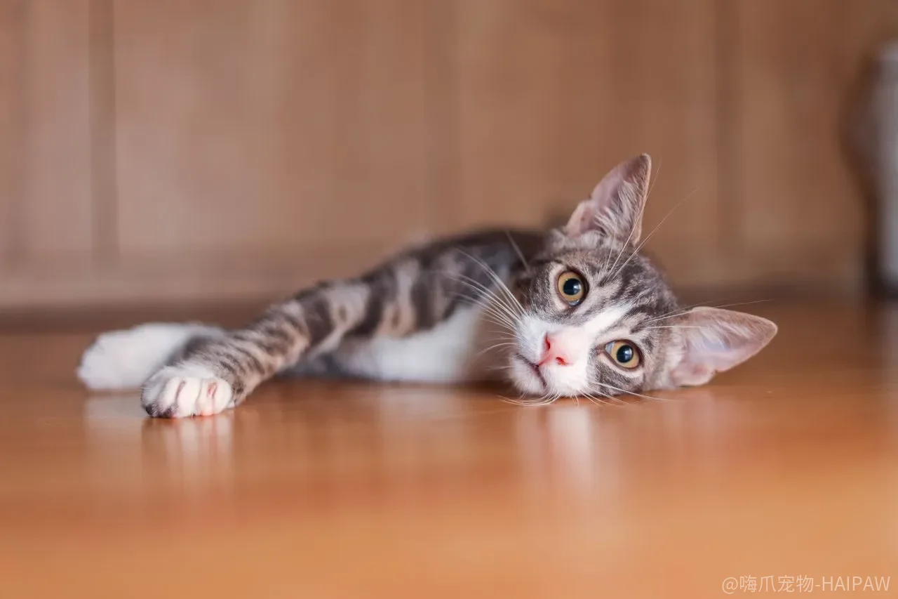 猫窝越软越舒服？尺寸、材质和摆放位置可能全选错了