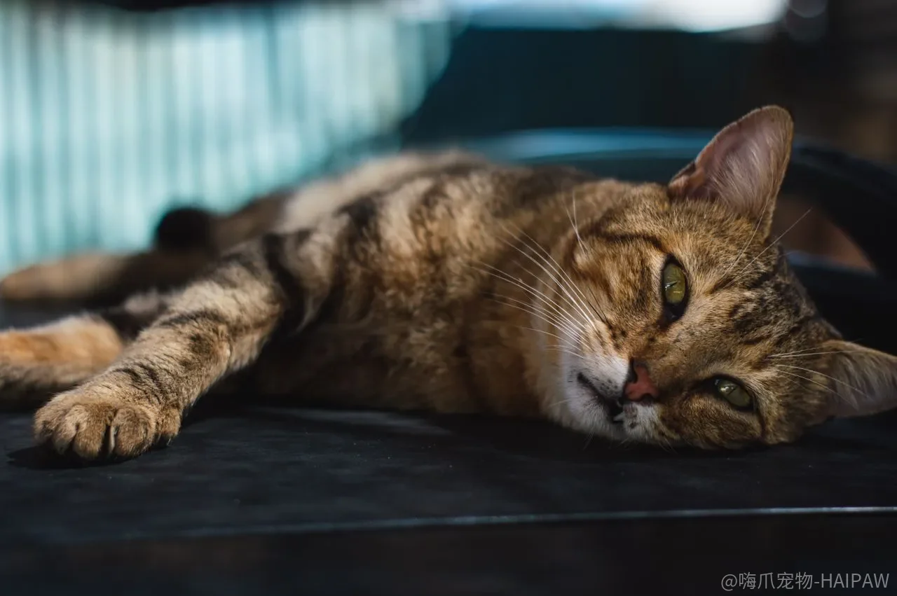猫玩耍只是打发时间?狩猎序列不完整可能养出攻击性行为 猫玩耍只是打发时间?狩猎序列不完整可能养出攻击性行为
