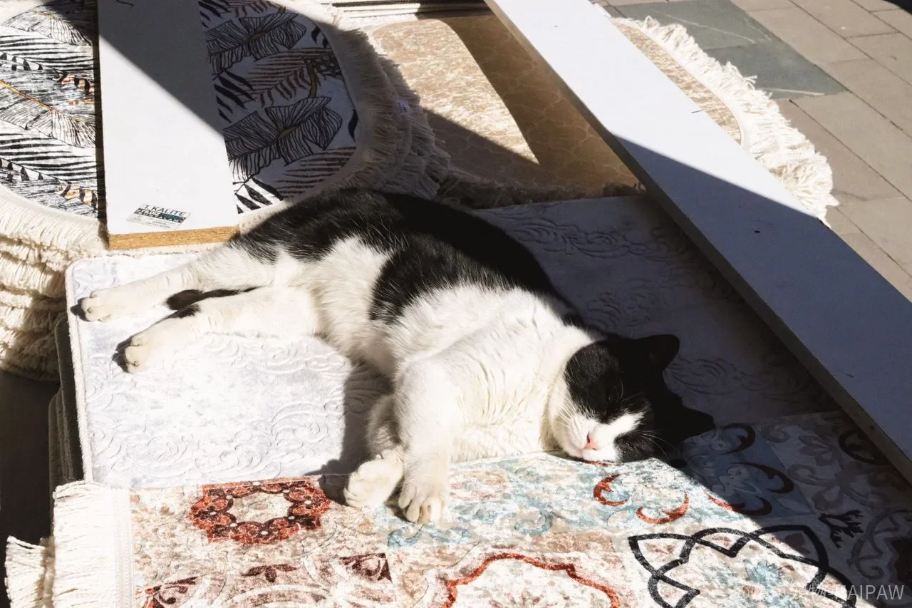 猫口臭牙结石只是嘴臭?刷牙、洁牙和洗牙的完整口腔护理逻辑 猫口臭牙结石只是嘴臭?刷牙、洁牙和洗牙的完整口腔护理逻辑