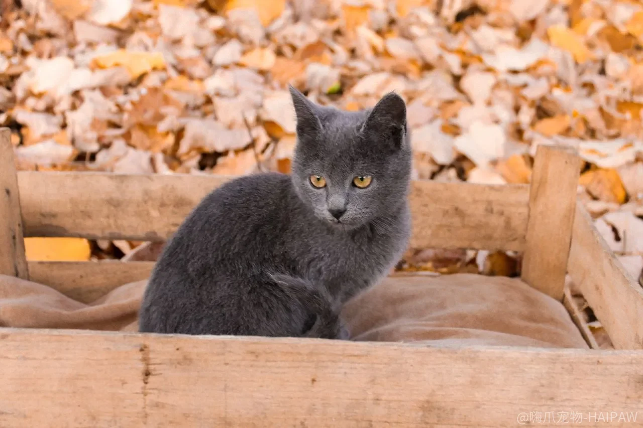 猫咪临终关怀只是陪伴?疼痛管理、生活质量和安乐决策 猫咪临终关怀只是陪伴?疼痛管理、生活质量和安乐决策