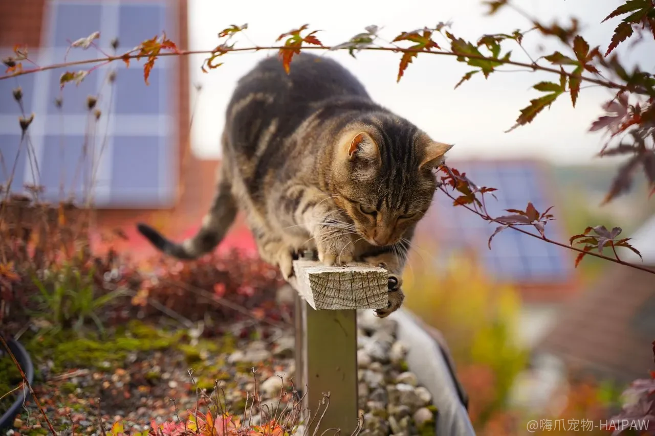 猫咪喂药只能硬塞?五种给药方式的适用场景和避坑要点 猫咪喂药只能硬塞?五种给药方式的适用场景和避坑要点