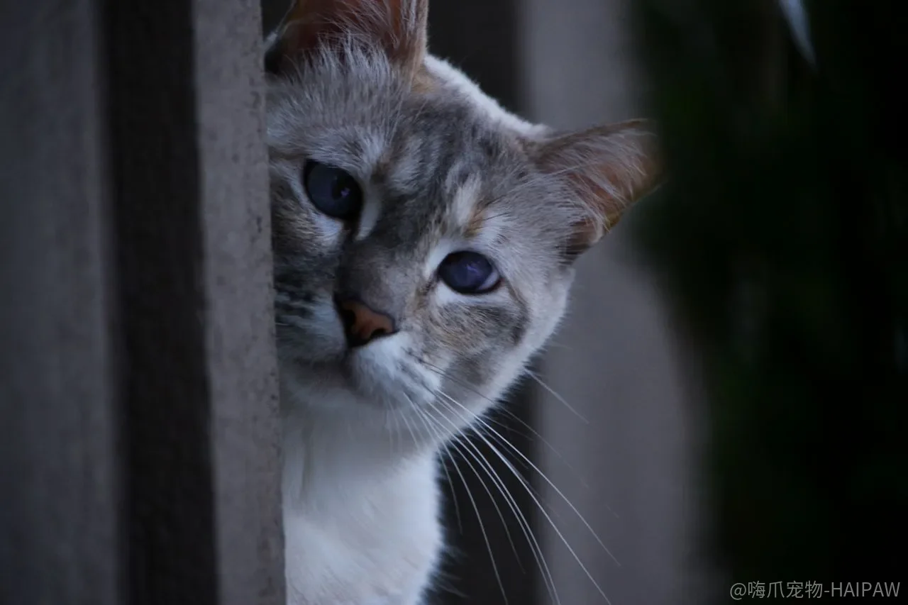 猫麻醉前评估只是走流程？术前检查可能救命