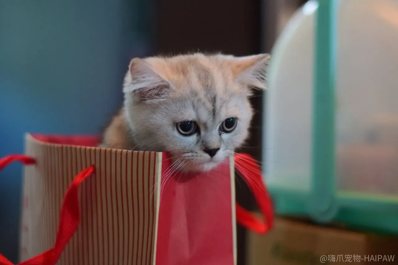 猫蹭屁股只是肛门痒?肛门腺阻塞和感染可能正在被忽略 猫蹭屁股只是肛门痒?肛门腺阻塞和感染可能正在被忽略