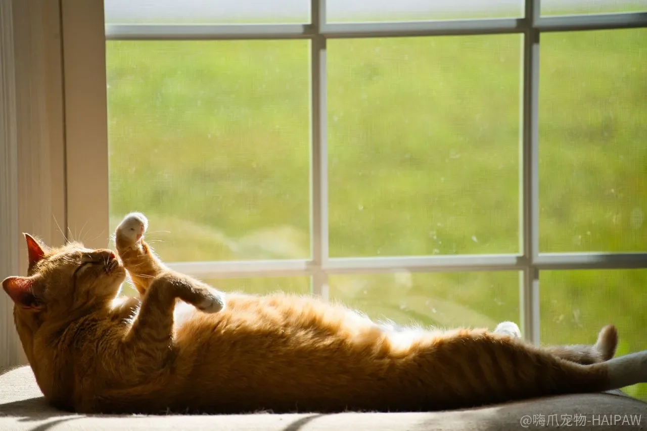 猫薄荷不是所有猫都上头？反应机制、使用场景和禁忌一次讲清