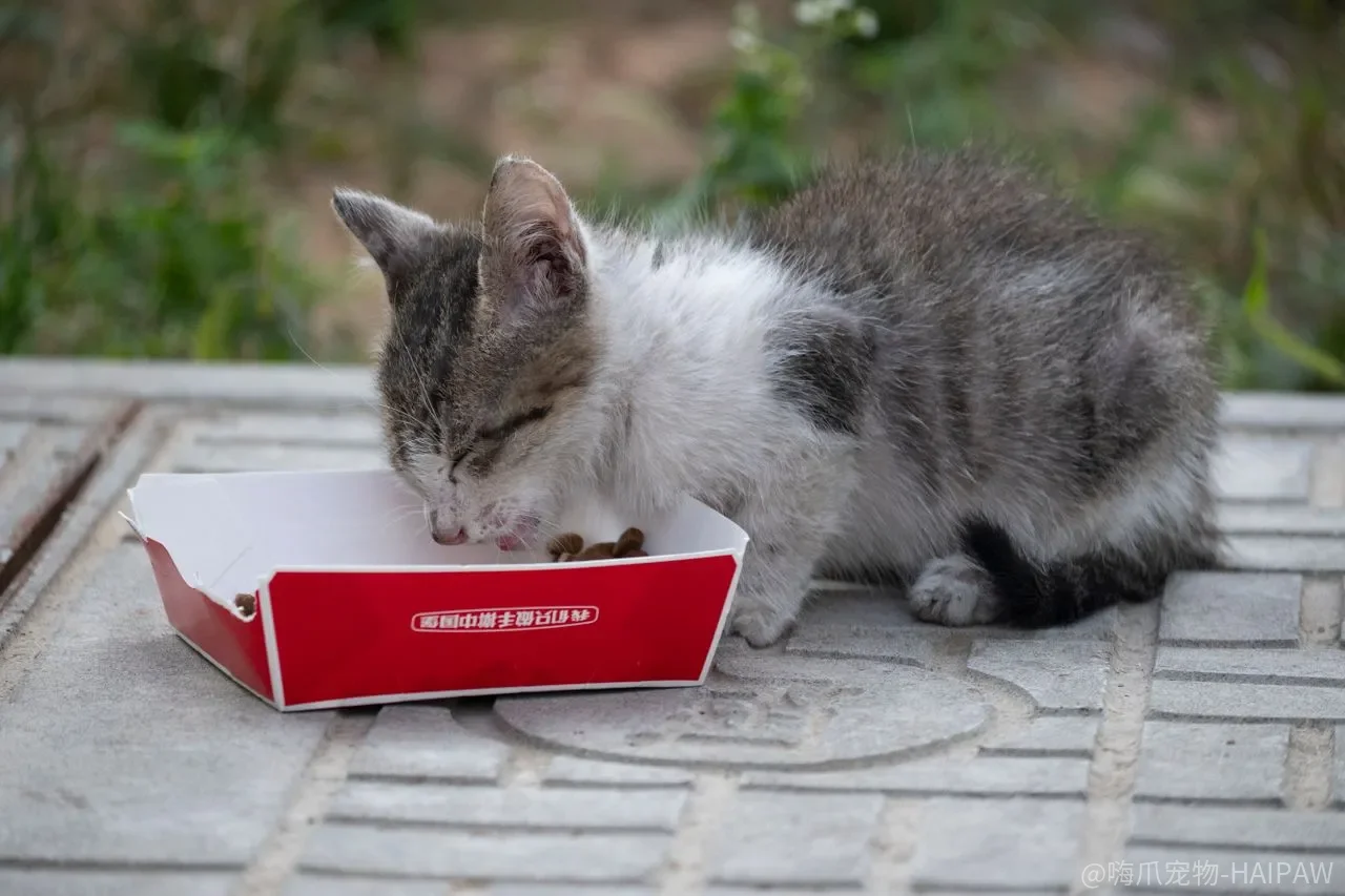 猫三体炎只是胰腺炎加肠胃炎？胆管和肠道可能同时受累