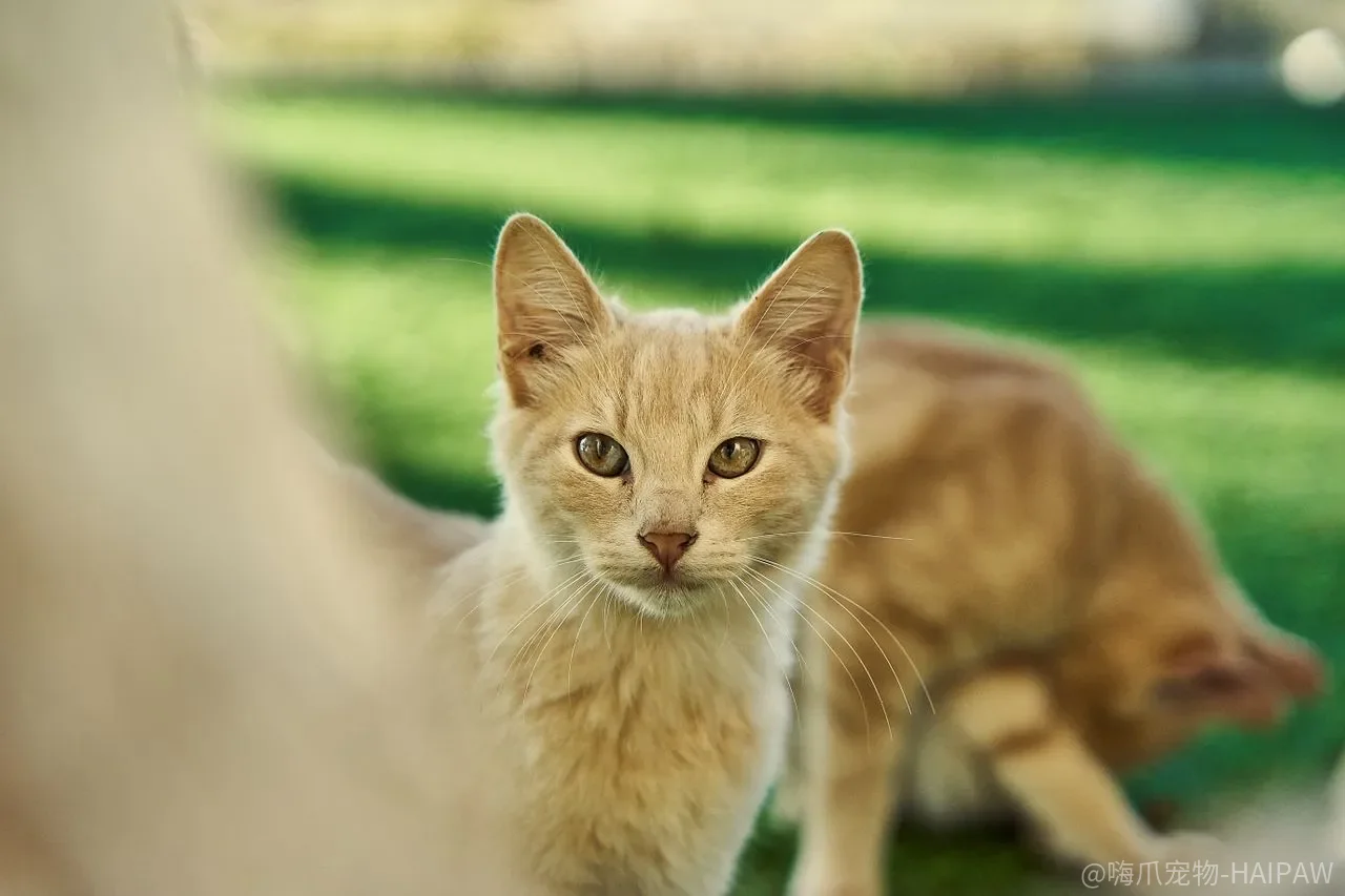 猫高血压只是老年病？眼底、心脏和肾脏可能正在被悄悄损伤