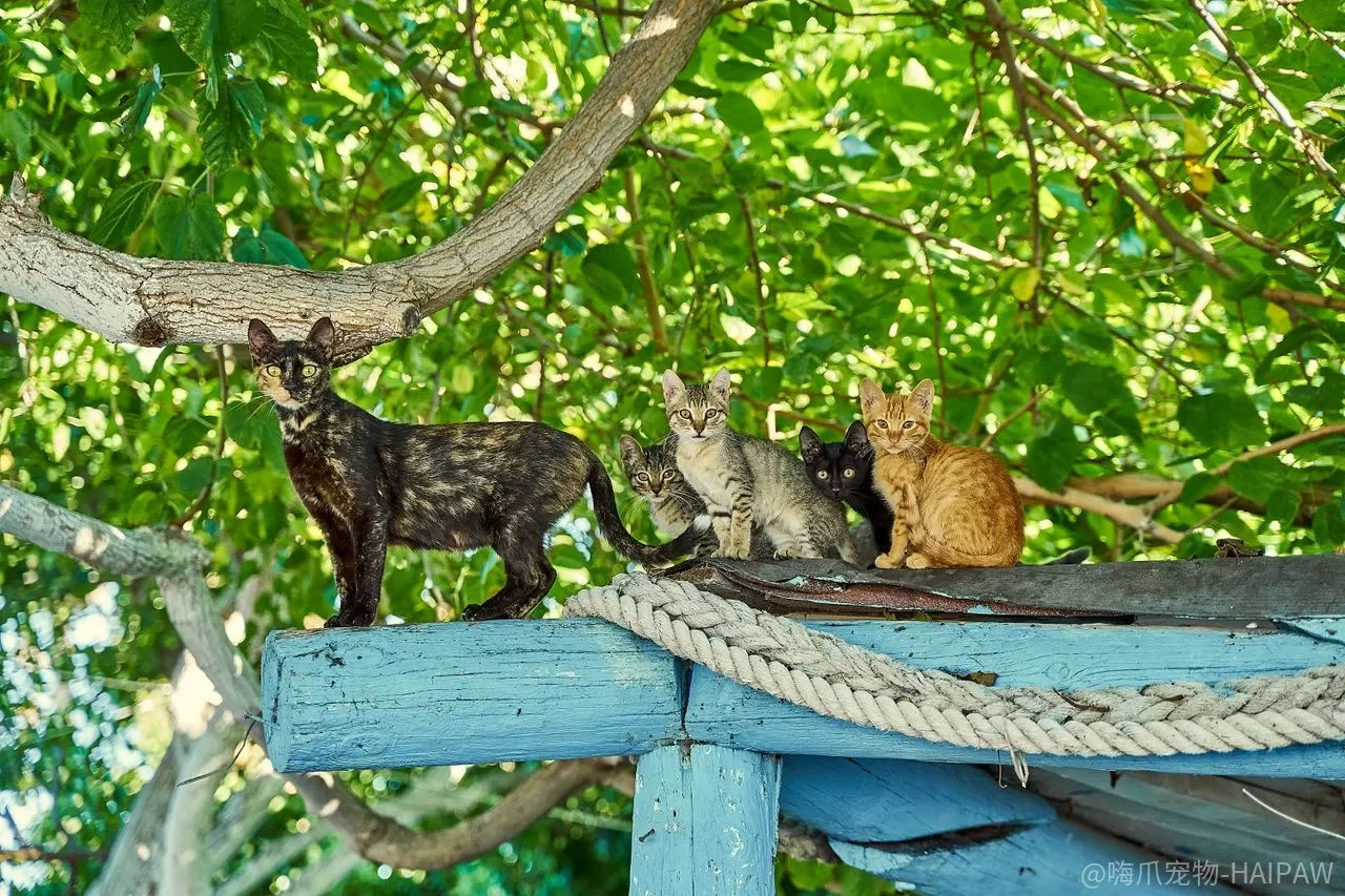 猫心丝虫只是狗的病？蚊子传播的隐形风险可能被低估
