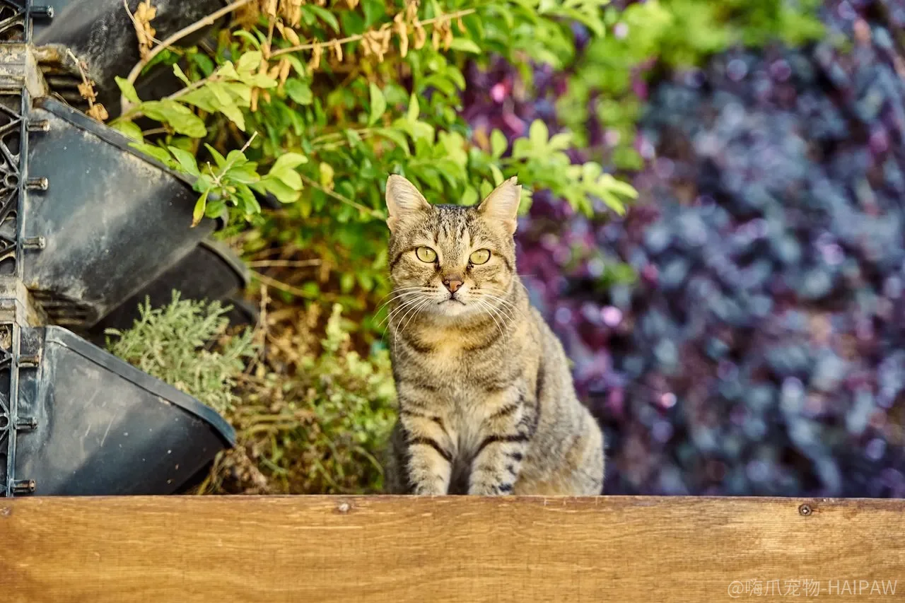 猫砂盆越深越好?深度、入口和猫咪关节的隐藏关系 猫砂盆越深越好?深度、入口和猫咪关节的隐藏关系