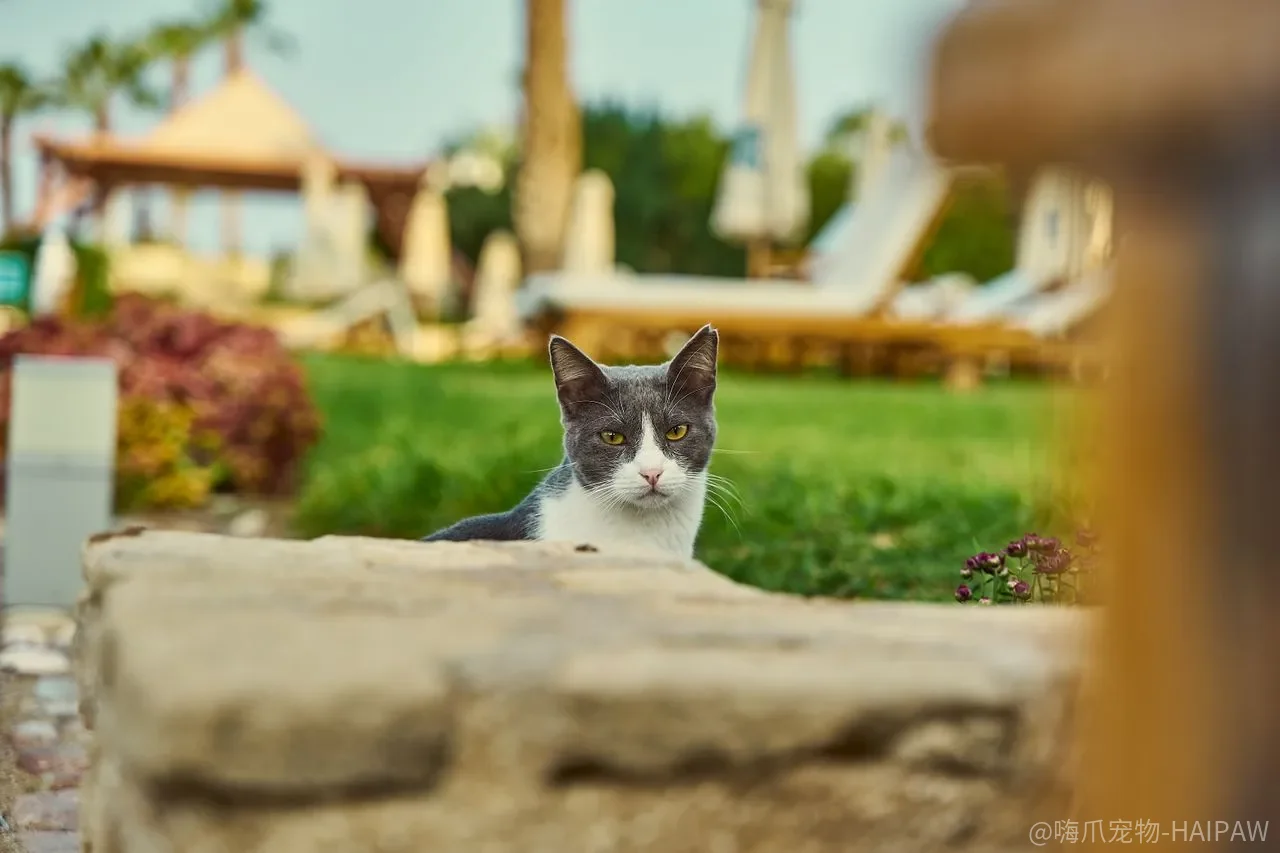 猫砂盆配件只是锦上添花？猫砂铲、防砂垫和除臭产品的真实作用