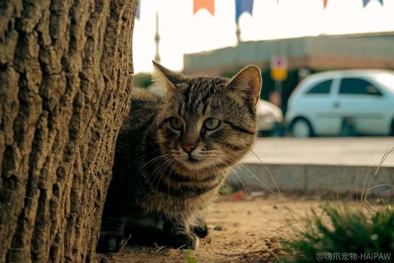 猫毛打结只是长毛猫的烦恼？短毛猫也可能中招