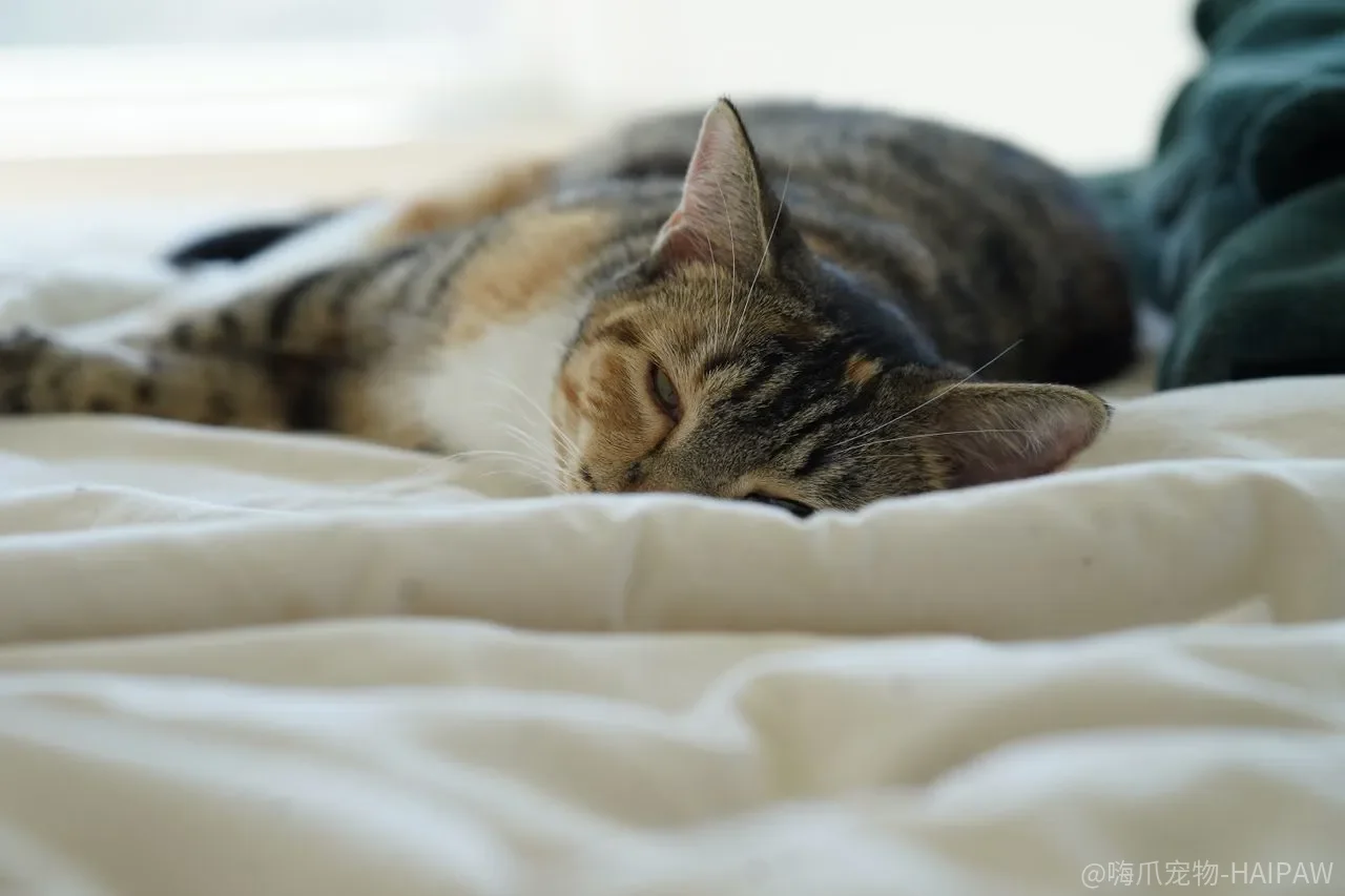猫半夜嚎叫、迷路、盯着墙只是老糊涂?认知功能障碍的识别与家庭支持 猫半夜嚎叫、迷路、盯着墙只是老糊涂?认知功能障碍的识别与家庭支持