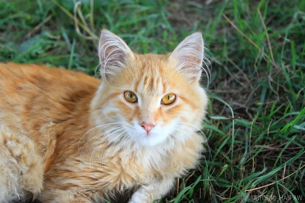 猫牙龈苍白只是没睡好？贫血背后的六种原因和输血逻辑