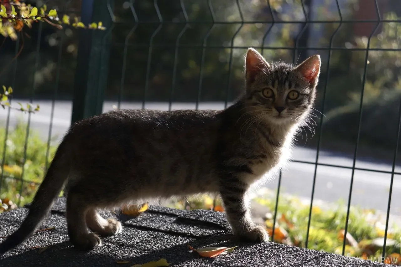 猫弓形虫只是孕妇才要担心？传播途径、检测和家庭防护一次讲清