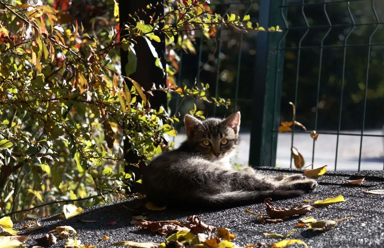 幼猫到处乱拉只是学不会?猫砂盆训练的关键窗口和常见卡点 幼猫到处乱拉只是学不会?猫砂盆训练的关键窗口和常见卡点