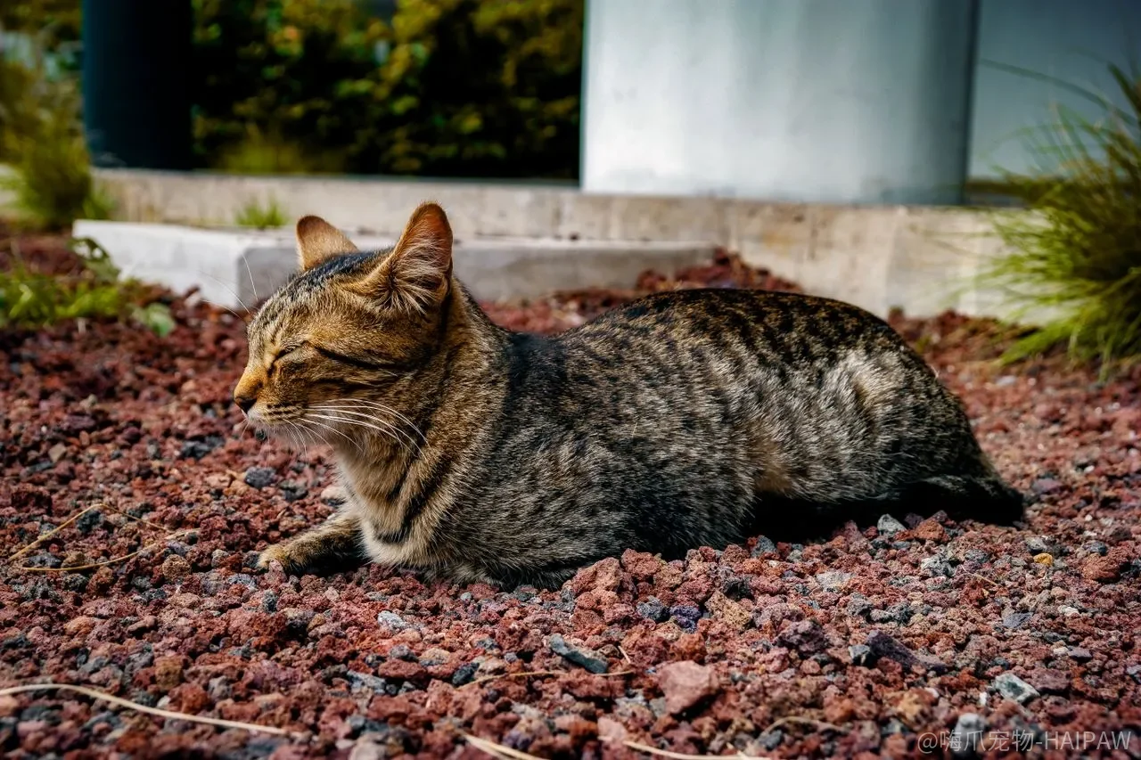 猫咪用品装备哪些是“保命刚需”，哪些是“精致废品”？拆开结构看真相