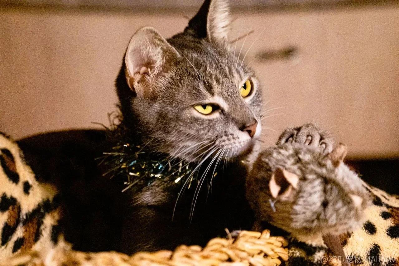 每天给猫做护理，到底是在“照顾”它，还是在“消耗”它？