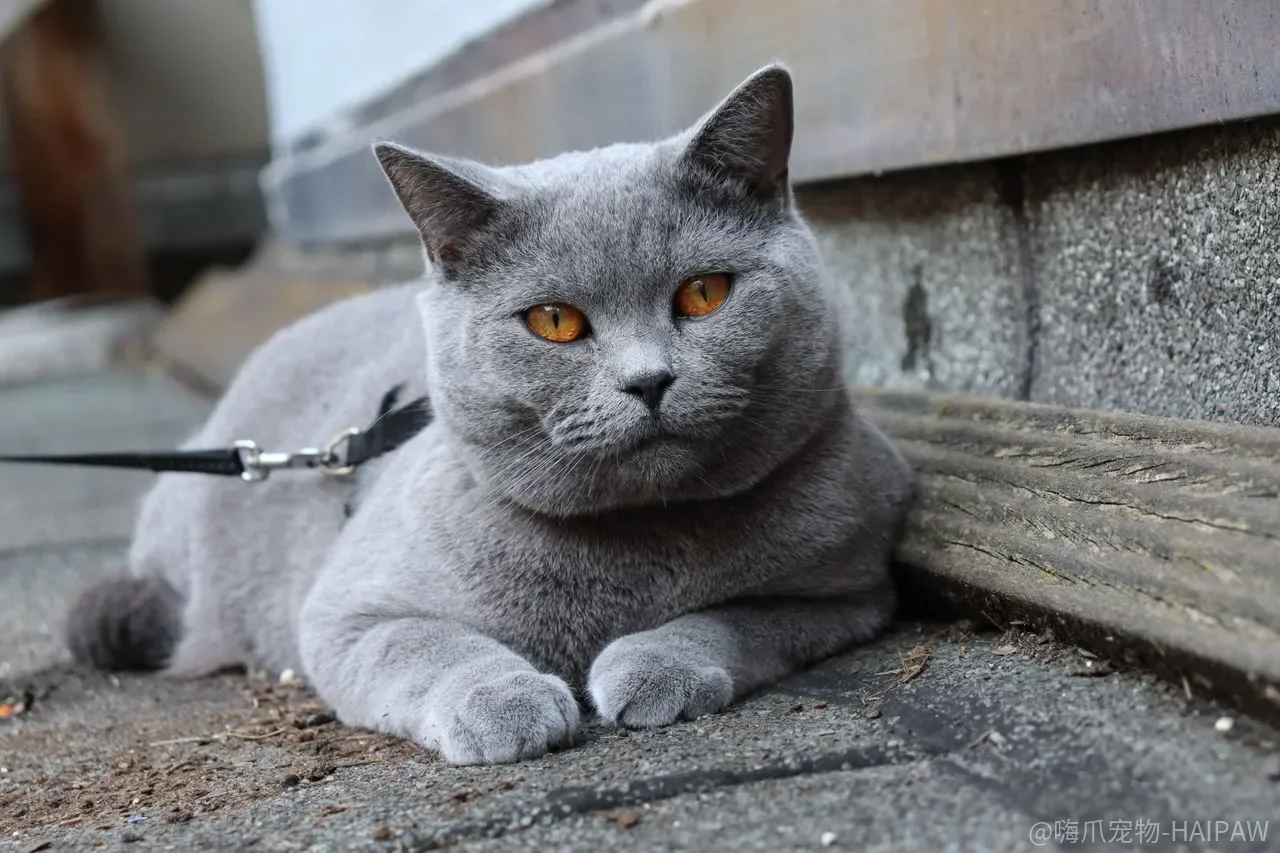猫明明自己会舔毛,为什么有些猫还是“洗”出了问题? 猫明明自己会舔毛,为什么有些猫还是“洗”出了问题?