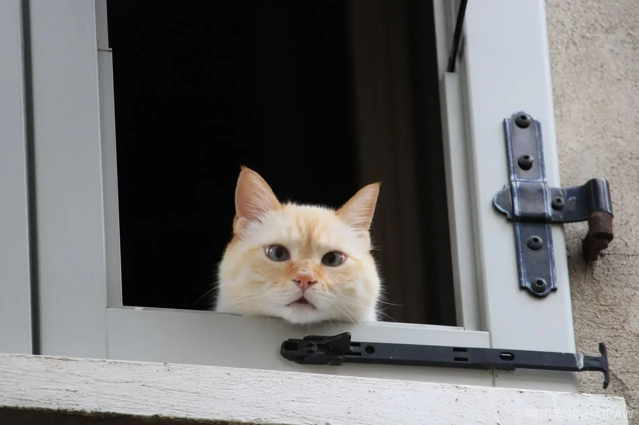 猫粮袋上印的“营养”，有多少是猫身体真正用得上的？