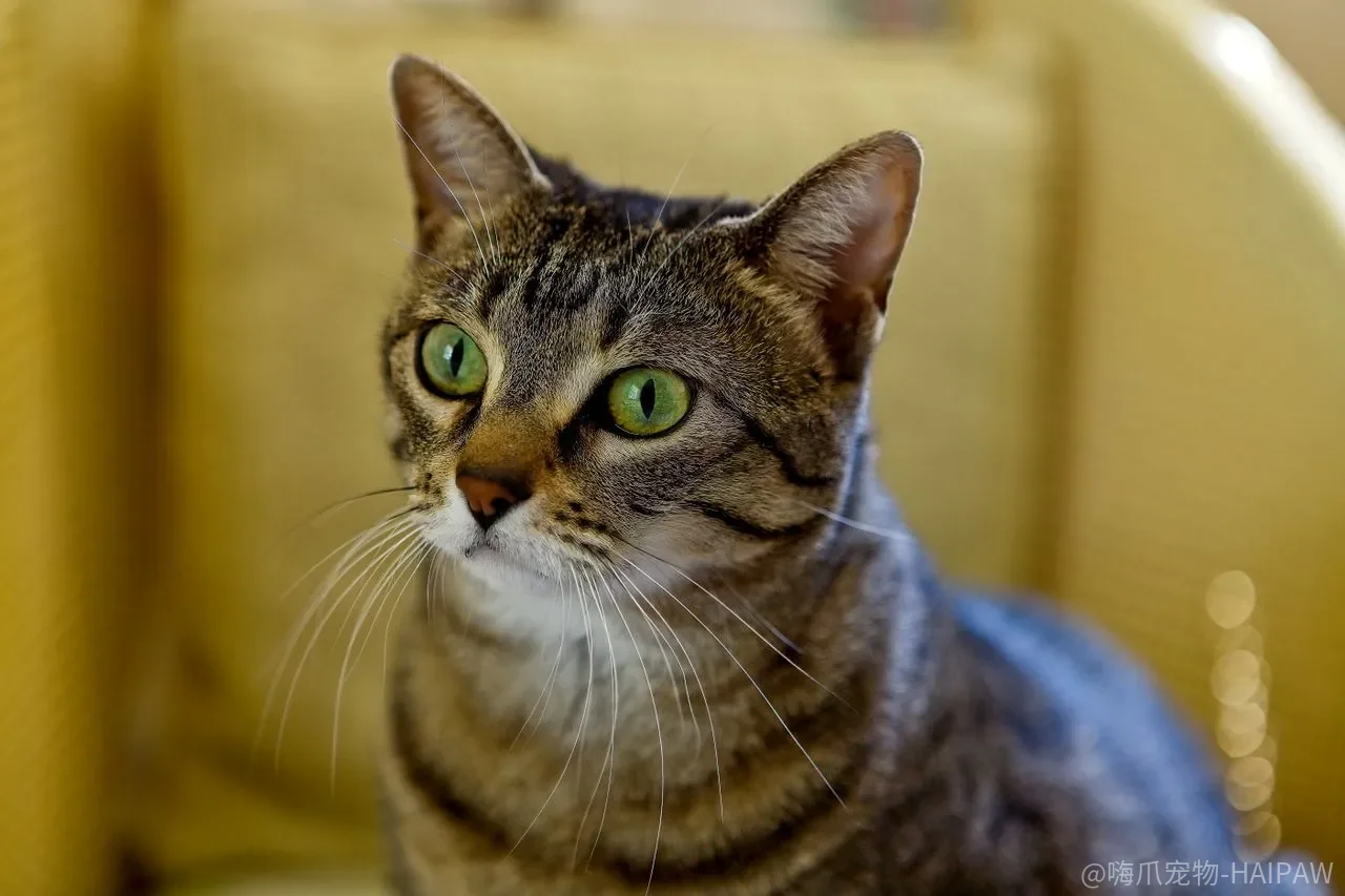 猫砂结不结团，为什么比“除臭强不强”更值得先问？