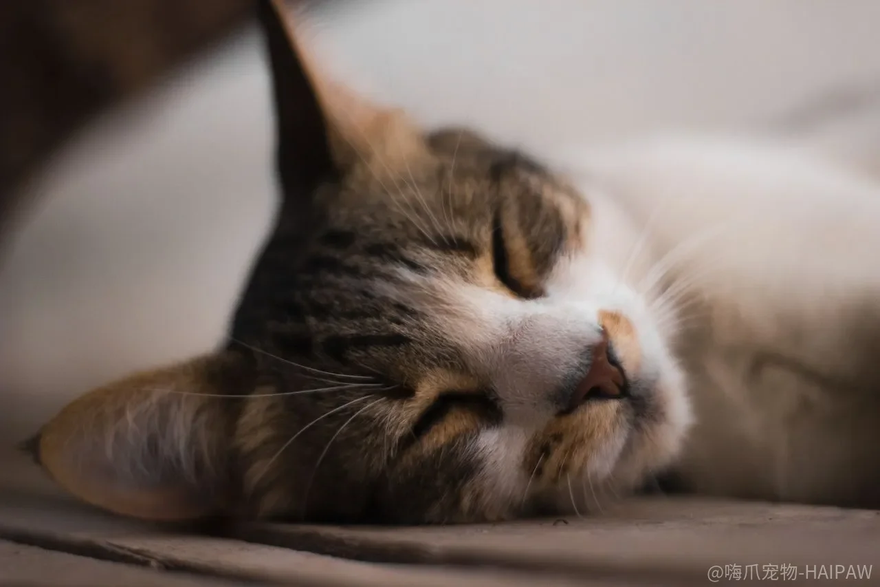 猫一直在“说话”，为什么我们听到的总是它发火之后的那一声？