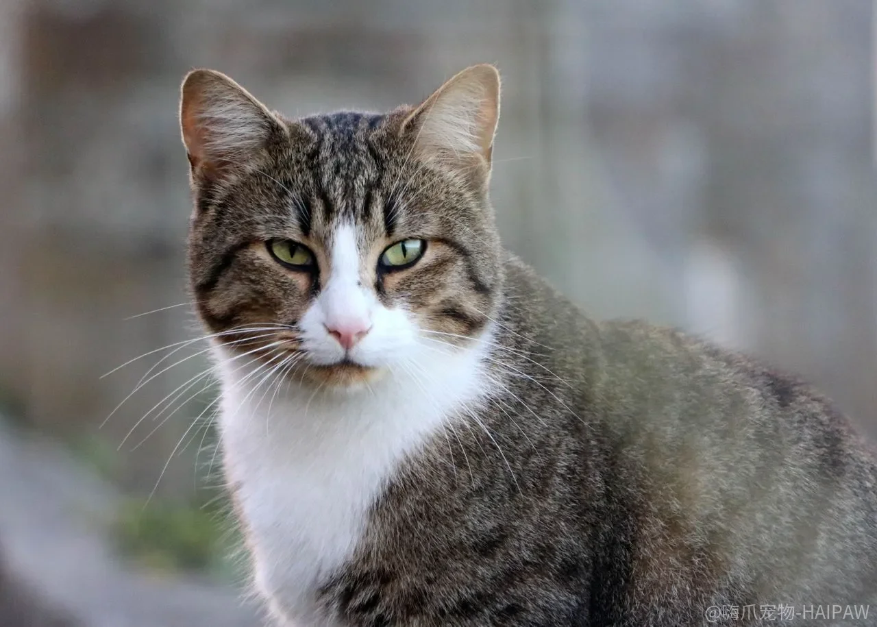 猫粮上的营养数字,身体真正“签收”了多少? 猫粮上的营养数字,身体真正“签收”了多少?