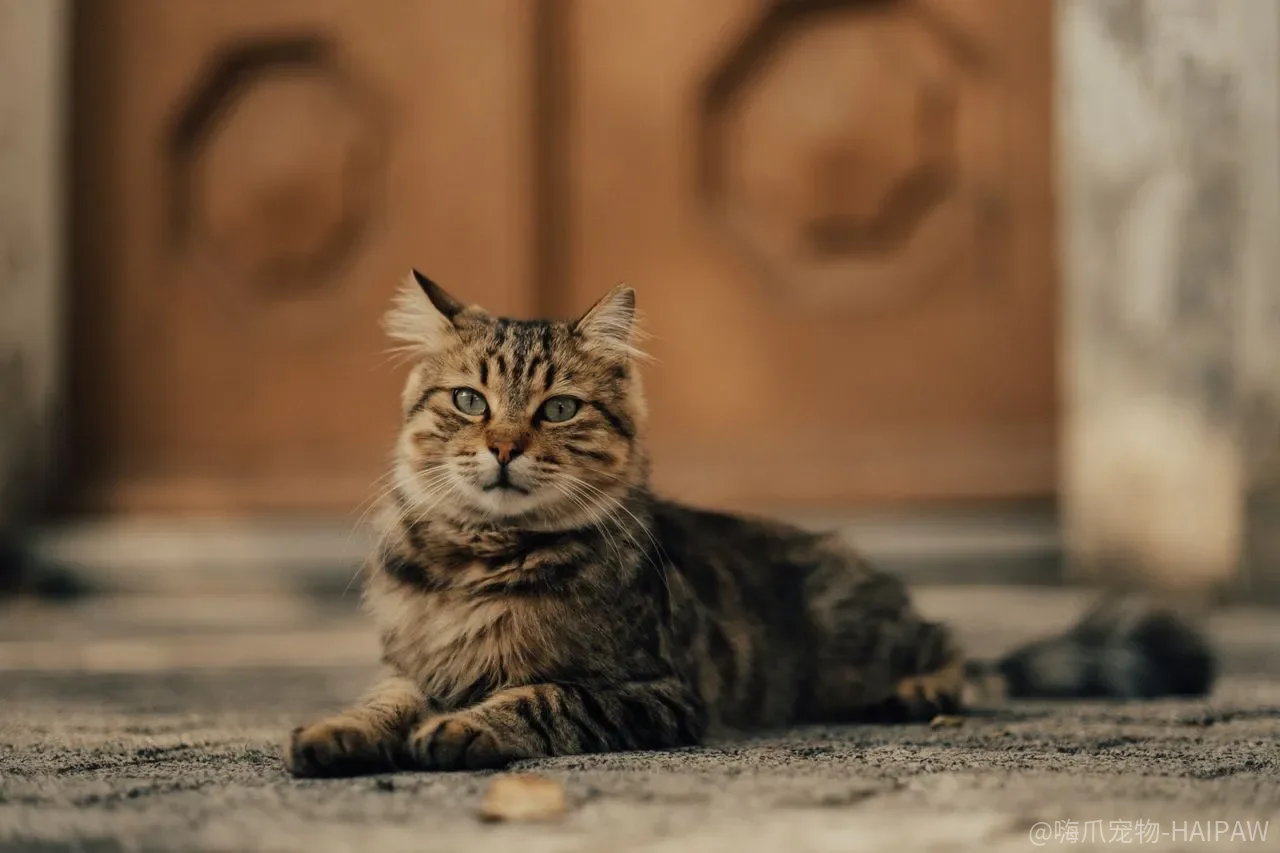 猫尝不出甜,为什么“无糖”对猫的身体依然没有意义? 猫尝不出甜,为什么“无糖”对猫的身体依然没有意义?