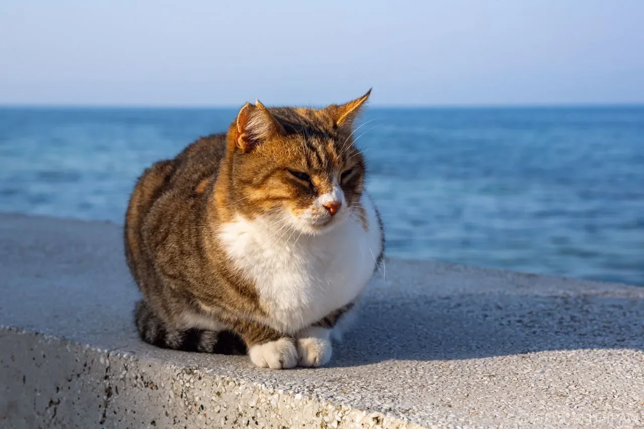 猫的日常护理，为什么总是在跟身体里几个看不见的“窗口”较劲？