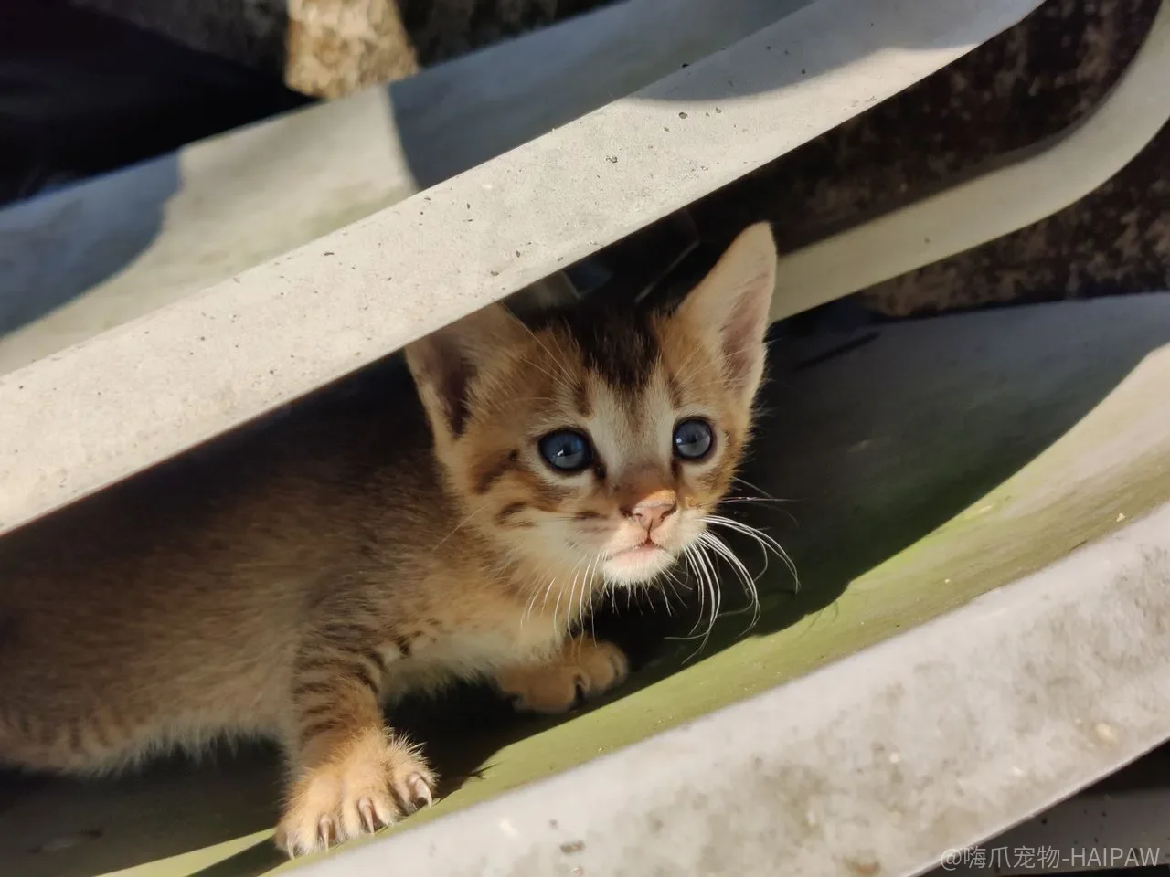 猫用品买回来猫不碰？先把这三件东西拆到身体层面看一遍