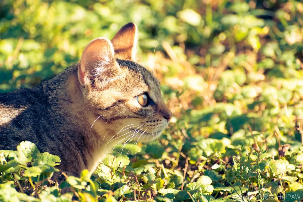 猫半夜不睡，到底是在“闹”，还是在按一套被人类误读的节奏活着？