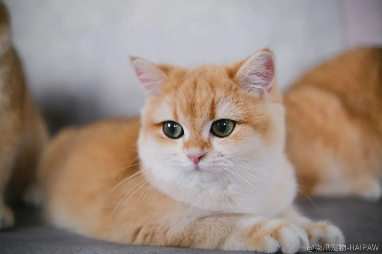 猫不叫痛，是不是就真的不痛？藏在“假寐”和“少做”里的沉默信号