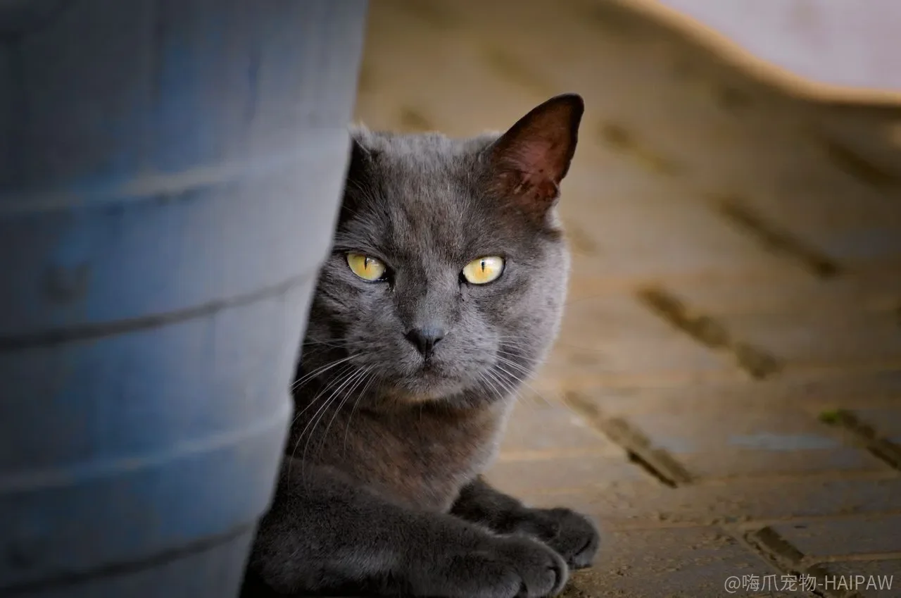 水到底对猫的毛做了什么？湿毛比干毛更脆，不是错觉