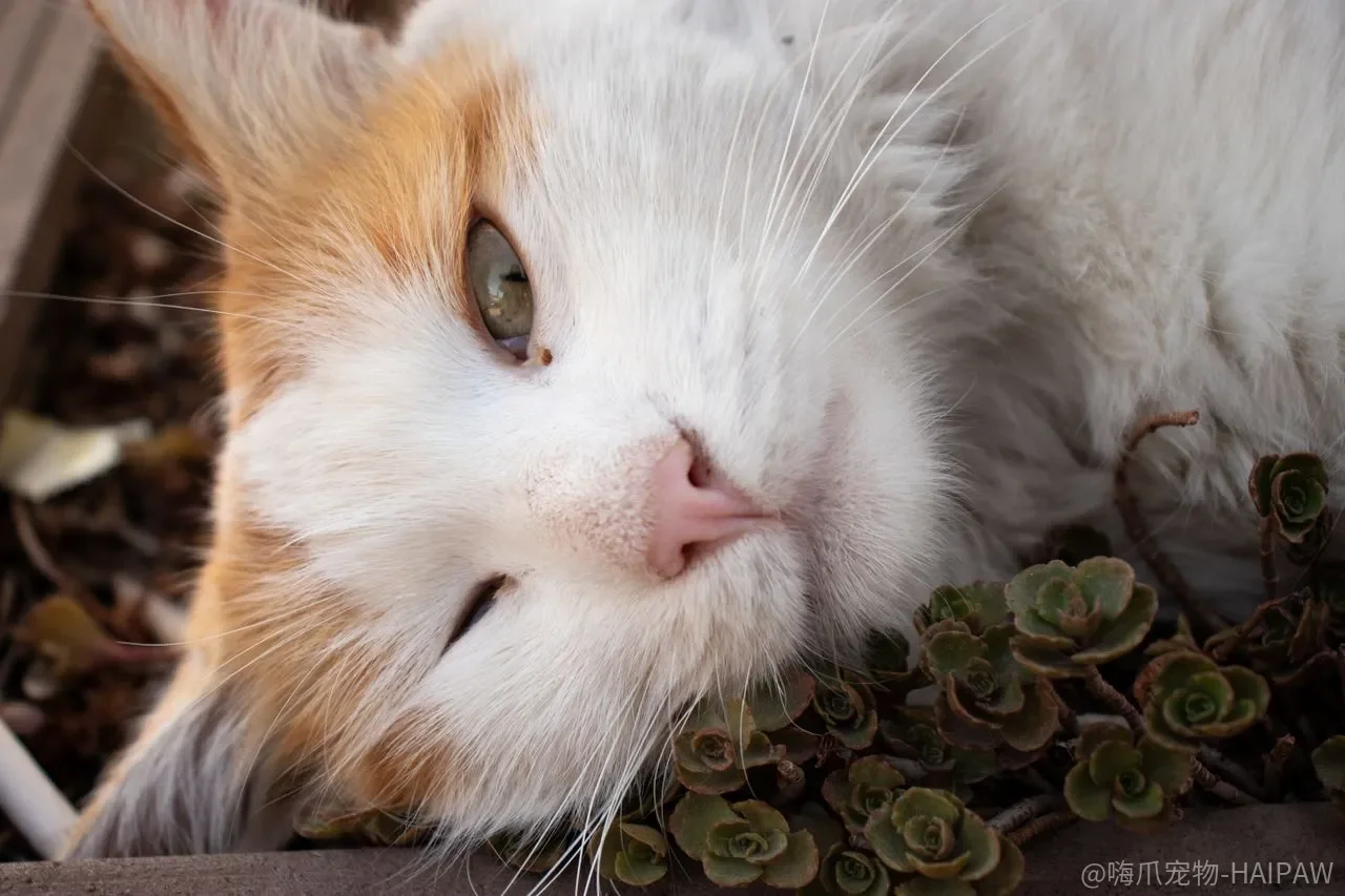 猫用品的安全感，是买出来的还是装出来的？几个结构细节说了算