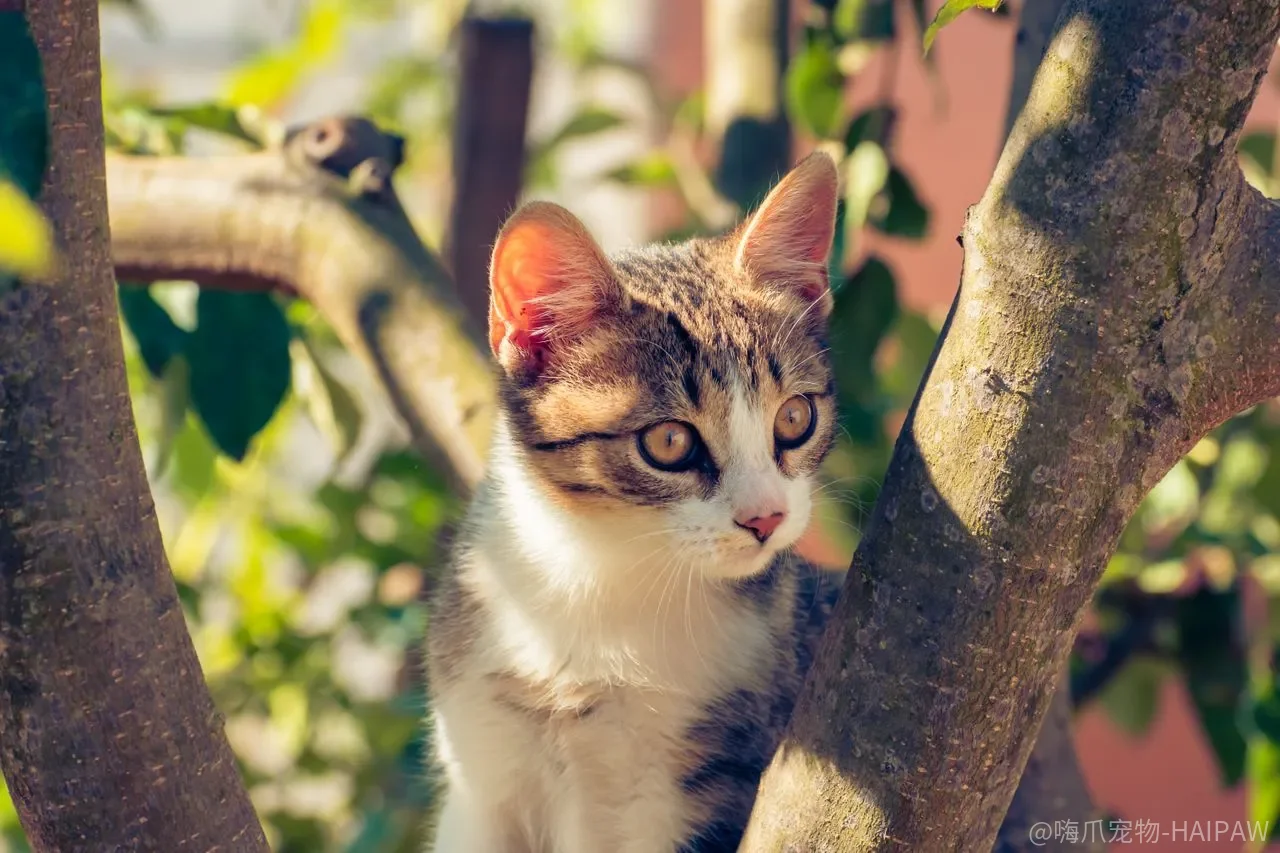 猫用品买回来猫不碰?拆开几个结构看它到底在拒绝什么 猫用品买回来猫不碰?拆开几个结构看它到底在拒绝什么
