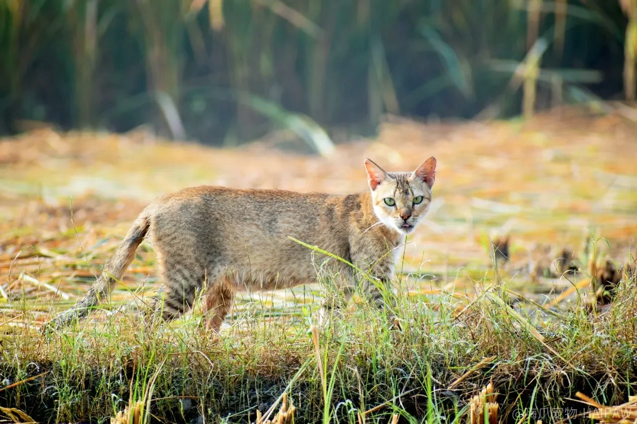 猫在砂盆里真正挑的，是“干净那边能不能翻过去”