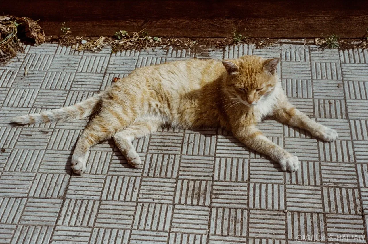 猫砂盆里那点“余地”，为什么比除臭和颜值都更决定猫用不用？