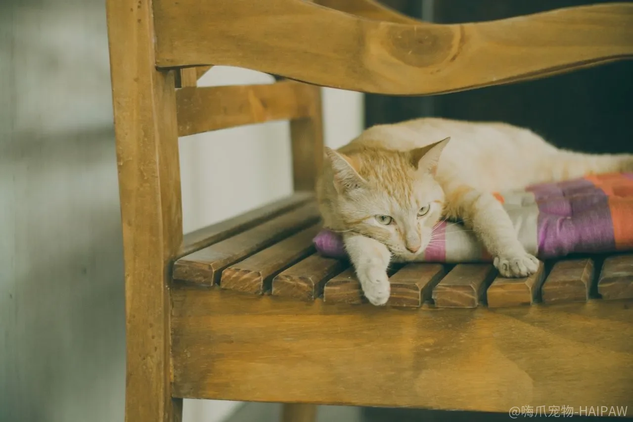 猫用洗护产品的成分表，为什么比“猫专用”三个字更值得逐行读完？