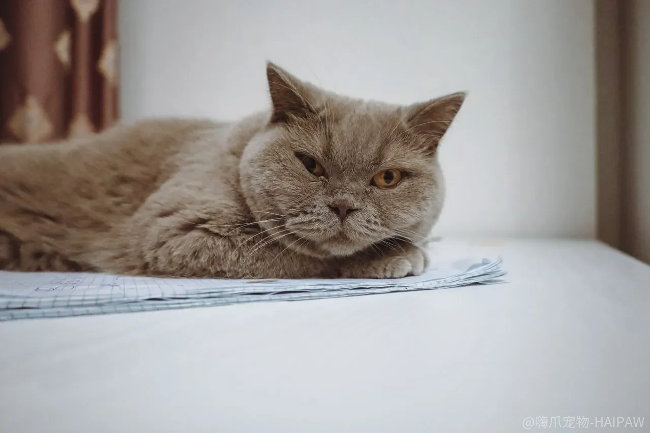 猫在砂盆里挖了多久,为什么比“埋没埋”更能说明它满不满意? 猫在砂盆里挖了多久,为什么比“埋没埋”更能说明它满不满意?