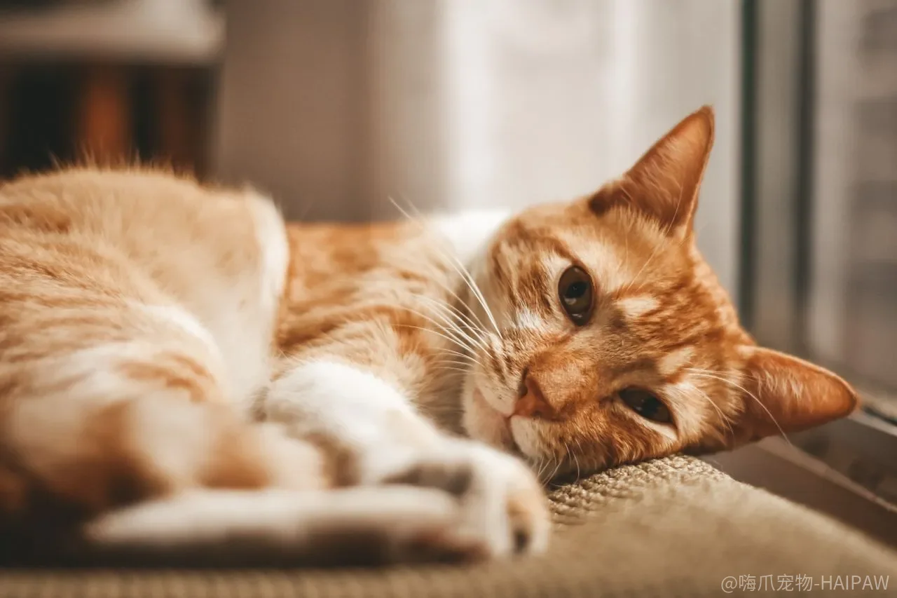 猫到底能不能训练？能，但它学的不是你教的那套“服从”