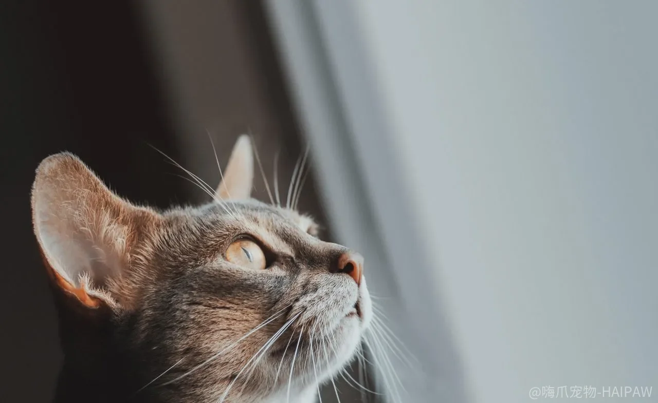 猫的渴感，为什么在干粮面前总是不够用？